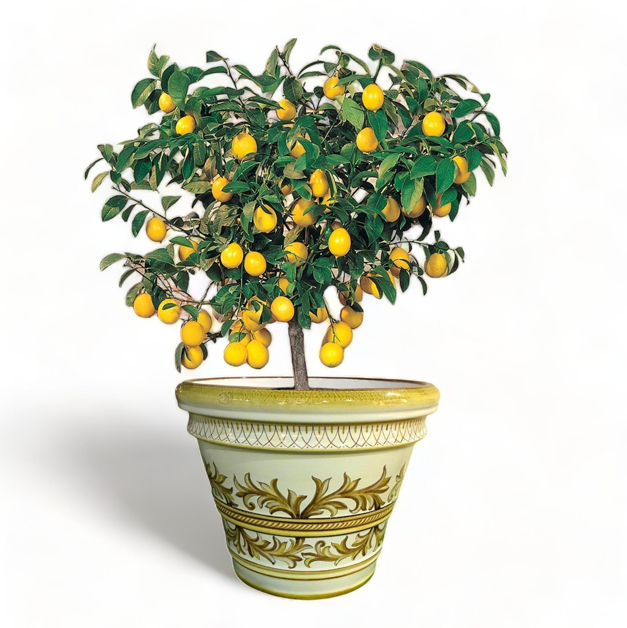 LIMONIERA PLANTER VASE: Large Cachepot-Planter for large plants and trees - Design ALTAMURA