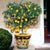 LIMONIERA PLANTER VASE: Large Cachepot-Planter for large plants and trees - Design AMALFITANA