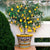 LIMONIERA PLANTER VASE: Large Cachepot-Planter for large plants and trees - Design CASTELLEONE