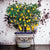 LIMONIERA PLANTER VASE: Large Cachepot-Planter for large plants and trees - Design RICCO DERUTA