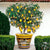 LIMONIERA PLANTER VASE: Large Cachepot-Planter for large plants and trees - Design VIETRI