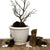 SCAVO CLASSICO: The perfect Cachepot Planter! Two Lion Heads+Rings ANTIQUE MARTELLATO WHITE - artisticaitalian.com