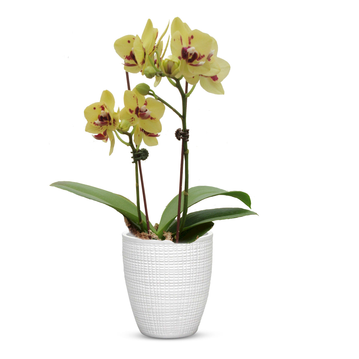 ELEGANTE: Corteza - European Style Small Flower Pot Panna White (5.5&quot;H.) - artisticaitalian.com