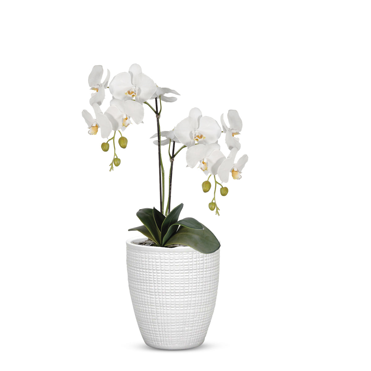 ELEGANTE: Corteza - European Style Small Flower Pot Panna White (5.5"H.) - artisticaitalian.com