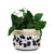 ORVIETO BLUE ROOSTER: Cylindrical Cover Pot - Cachepot Planter (Small) - artisticaitalian.com