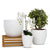 ELEGANTE: Corteza - European Style Small Flower Pot Panna White (5.5"H.) - artisticaitalian.com